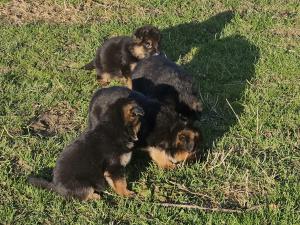 Zuchtstätte Crazy Wolves  Welpenbild 1