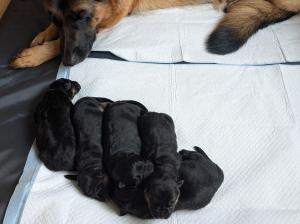 Kennel vom Börgermoor Picture 1