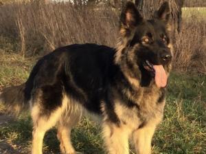 Kennel vom Askanischen Hof Bild