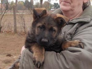 Kennel vom Mecklenburger Bolz Bild