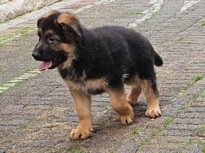 Kennel vom Gamsetal Picture 5