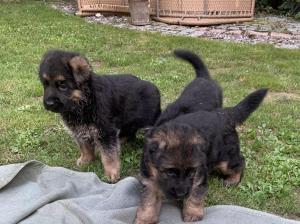 Zuchtstätte vom Hanneß Welpenbild 2