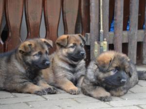 Kennel vom Eichenwäldchen Bild