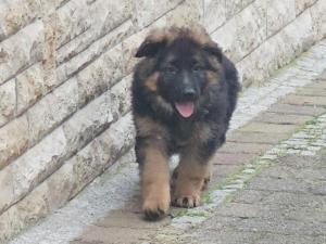 Kennel vom Gamsetal Picture 3