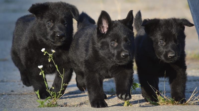 Kennel vom Kaditzer Land Picture 1
