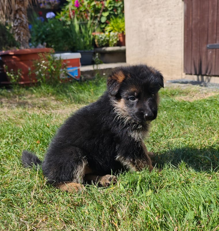 Kennel vom schnellen Fuchs Picture 2