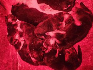 Zuchtstätte von Mittelsachsen Welpenbild 7