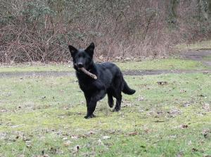 Kennel ad hominem Picture 8