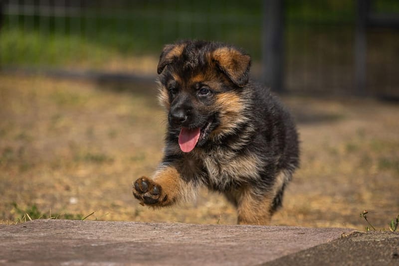 Zuchtstätte vom Heinrichplatz Welpenbild 3