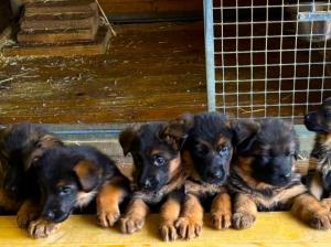 Zuchtstätte vom Eßweiler Tal Welpenbild 1