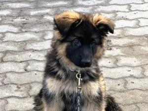 Kennel vom Eßweiler Tal Picture 3