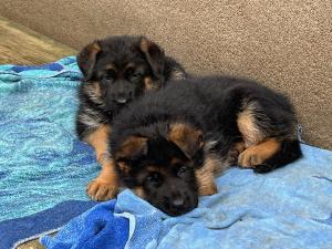 Zuchtstätte von den Leinewiesen Welpenbild 2