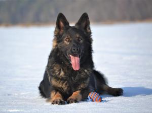 Kennel vom Lappwald Bild