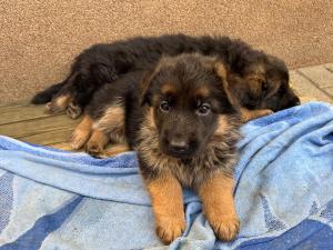 Zuchtstätte von den Leinewiesen Welpenbild 3