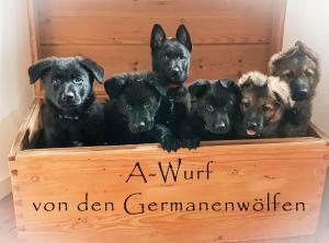 Kennel von den Germanenwölfen Bild