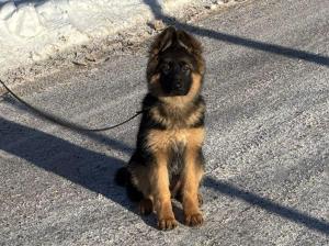 Kennel vom Eßweiler Tal Picture 2