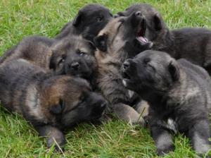 Kennel von der Engelswacht Bild