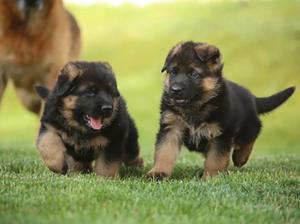 Kennel vom Zedtlitzer Dreieck Bild