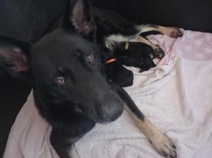 Zuchtstätte von Bödefeld Welpenbild 2