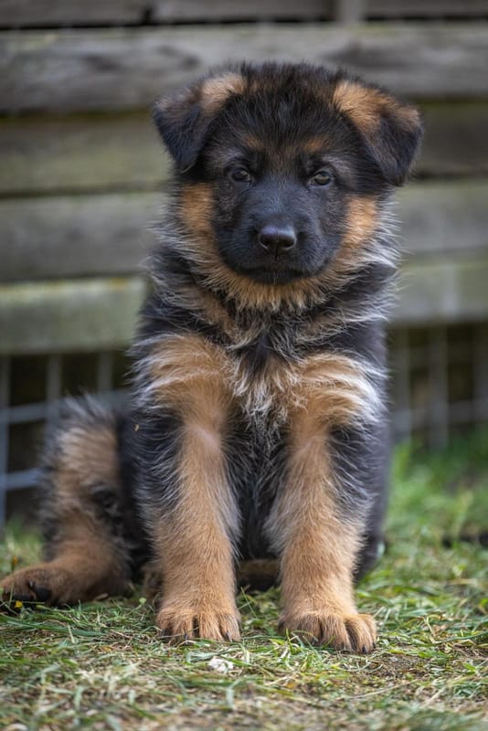 Zuchtstätte vom Heinrichplatz Welpenbild 1