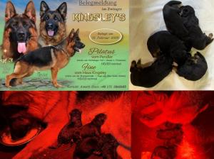Zuchtstätte Team Kingsley's  Welpenbild 1