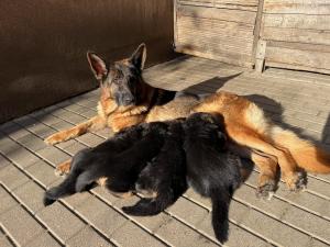 Zuchtstätte von den Leinewiesen Welpenbild 4