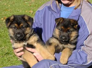 Zuchtstätte vom Ammerlandeck Welpenbild 1