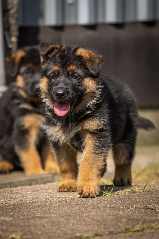 Zuchtstätte vom Heinrichplatz Welpenbild 2