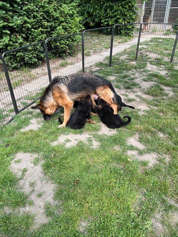 Kennel von der Dänischen Wieck Picture 2