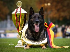 Zuchtstätte vom Drachenwolf Bild