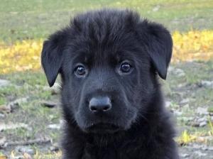 Zuchtstätte vom Falkenseer Stern Welpenbild 3