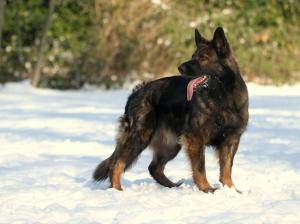 Kennel vom Diersfordter Wald Bild