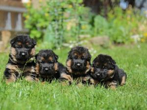 Kennel vom schnellen Fuchs Bild