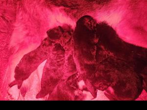 Zuchtstätte von Mittelsachsen Welpenbild 8