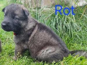 Zuchtstätte vom kleinen Feuerteufel Welpenbild 4