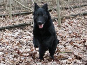 Kennel ad hominem Picture 4