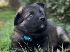 Zuchtstätte vom Sulinger Bruch Welpenbild 1