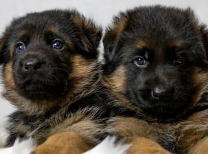 Kennel aus dem Fuhsetal Bild