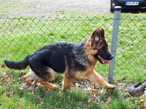 Kennel vom wilden Efeu Bild