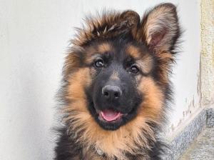 Kennel Montoya's  Bild