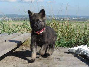 Kennel von der Osterwiese Picture 6