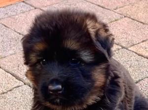 Kennel vom Team Baierblick Picture 2