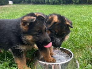 Zuchtstätte von der Piste Trophe Welpenbild 2