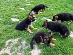 Zuchtstätte von der Dänischen Wieck Welpenbild 1