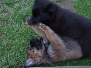 Kennel vom Tegelweiher Bild