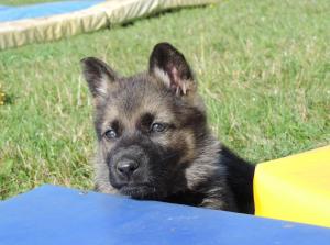 Kennel von der Osterwiese Picture 2