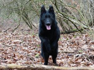 Kennel ad hominem Picture 3