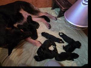 Kennel von der Waldesruh Picture 2