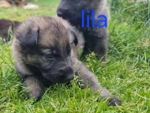 Zuchtstätte vom kleinen Feuerteufel Welpenbild 2