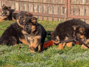 Zuchtstätte vom Wolkenstein Welpenbild 1